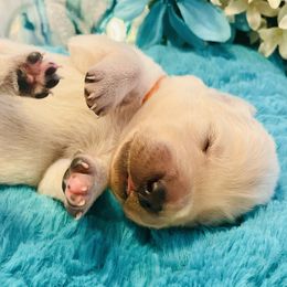 Golden Retriever Puppies from English Cream Goldens in Georgia