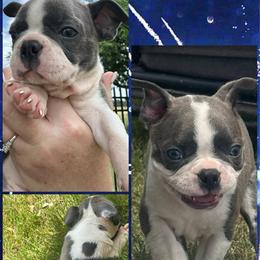 Bullet - Blue male Boston Terrier puppy in Brazos Point, Texas from TX Southern Belle Bostons