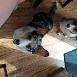 American Corgi and Pembroke Welsh Corgi Puppies from Casa Del Corgi