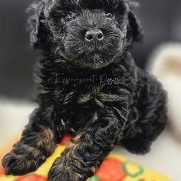 Black Phantom Boy, Djoser - Phantom male Poodle puppy in Coolidge, Arizona from Effervescent-Pooches