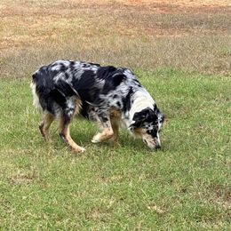 Remi - Australian Shepherd