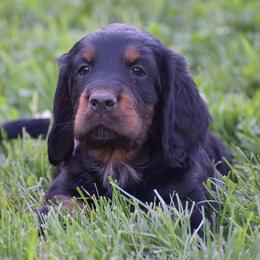 Girl 2 - Black and tan female Gordon Setter puppy in Gordonville, Pennsylvania from Blue Ribbon Setters