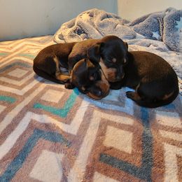 Dachshund and Doberman Pinscher Puppies from Living Hope Dobies and Doxies