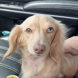 Tullie - Dachshund