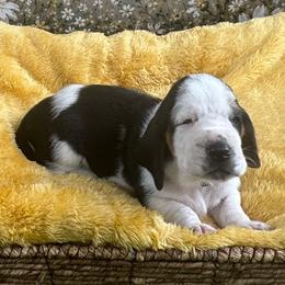 Light Blue Collar - Black white and brown male Basset Hound puppy in Tonkawa, Oklahoma from Lazy Daisy Basset Hounds