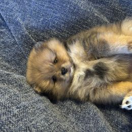 Tsireya (see ray a) - Blue merle female Pomeranian puppy in New Tazewell, Tennessee from Pom Pom Pomskies and Pomeranians-TN