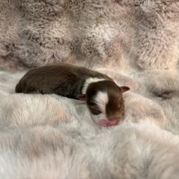 Girl 3 - female Australian Shepherd puppy in Greenville, South Carolina from Elusive Australian Shepherds