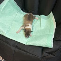 Natty Patty - Sable and white female Collie puppy in Beaver, Oklahoma from Lawson’s Lassies