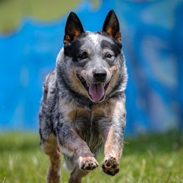 JACK - Australian Cattle Dog