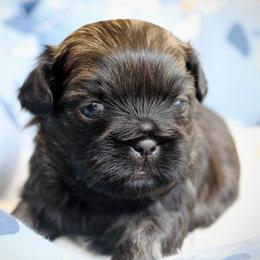 Fifi - Brown female Shichon puppy in Pennsylvania from Manor Hills Shih Tzus