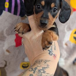 Otto smooth shorthair - Black and tan male Dachshund puppy in Barnard, Missouri from KB Doxies
