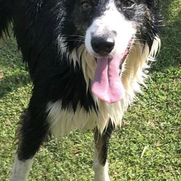Border Collies from Dahlia Lane Border Collies and Exotic Flat Coated Retrievers