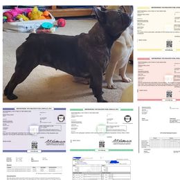 FOMO  - French Bulldog