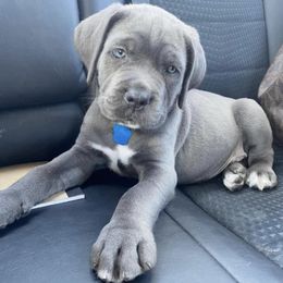 Biewer Terrier, Cane Corso, and Yorkshire Terrier Puppies from Exotic Yorkie Imports & Cessna Cane Corso