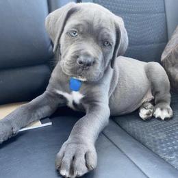 Biewer Terrier, Cane Corso, and Yorkshire Terrier Puppies from Exotic Yorkie Imports & Cessna Cane Corso