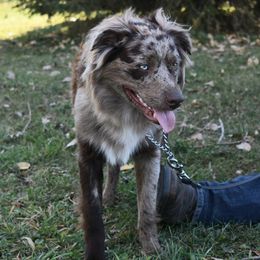 KREW$ - Australian Shepherd