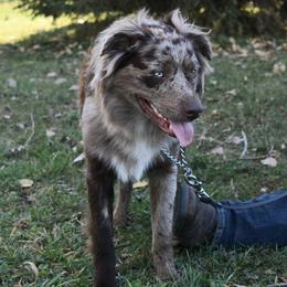 KREW$ - Australian Shepherd