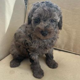 Brave - Blue merle male Aussiedoodle puppy in Calimesa, California from Teakwoodpoodleofsocal