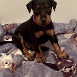 Pink - Black and tan female Manchester Terrier puppy in East Oakdale, California from Tango Kennels