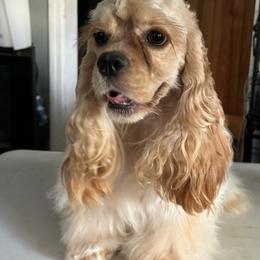 Gypsy - Cocker Spaniel