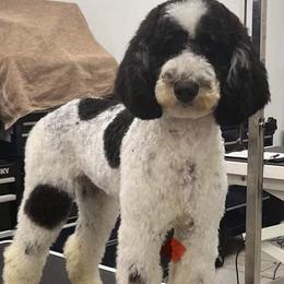 Aspen - Poodle