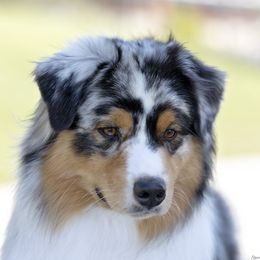 Vince - Australian Shepherd
