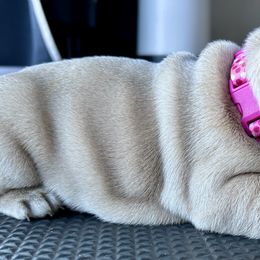 French Bulldog Puppies from Upcountry Frenchies