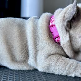 French Bulldog Puppies from Upcountry Frenchies