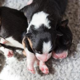 Australian Shepherd Puppies from Everly Australian Shepherds