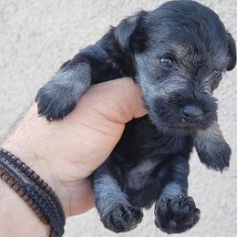 Boy 3 - Miniature Schnauzer puppy in California from Kings Miniature Schanuzers