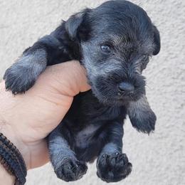 Boy 3 - Miniature Schnauzer puppy in California from Kings Miniature Schanuzers
