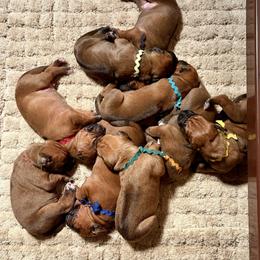 Boy 1 - Rd whtn blk nose male Rhodesian Ridgeback puppy in Chico, California from Keefer Ridge Rhodesian Ridgebacks