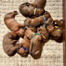 Boy 1 - Rd whtn blk nose male Rhodesian Ridgeback puppy in Chico, California from Keefer Ridge Rhodesian Ridgebacks
