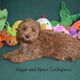 Willow - Red female Cockapoo puppy in Hopkins, South Carolina from Sugar and Spice Cockapoos