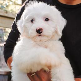 Redford -  Green - Cream male Goldendoodle puppy in Ruthorfordton, North Carolina from Duncan Doodles Goldendoodles