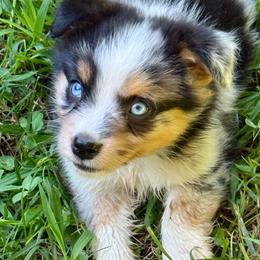 Buzz - Blue merle male Miniature Australian Shepherd puppy in Patterson, North Carolina from DreamLine Aussies