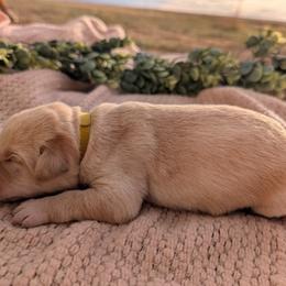 Dilute Retriever and Labrador Retriever Puppies from LC Hunting Labs, LLC.