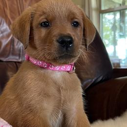 Girl 4 - Yellow Labrador Retriever puppy in Harrison, Arkansas from Brandywine Labradors