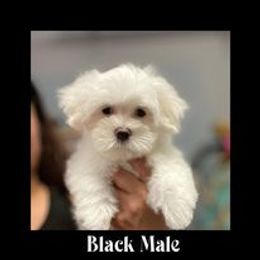 Biewer Terrier, Maltese, Maltipoo, and Poodle Puppies from Maltipoo Tiny Pups