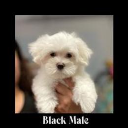 Biewer Terrier, Maltese, Maltipoo, and Poodle Puppies from Maltipoo Tiny Pups
