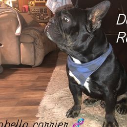 Roscoe - French Bulldog