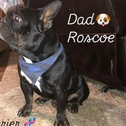 Roscoe - French Bulldog