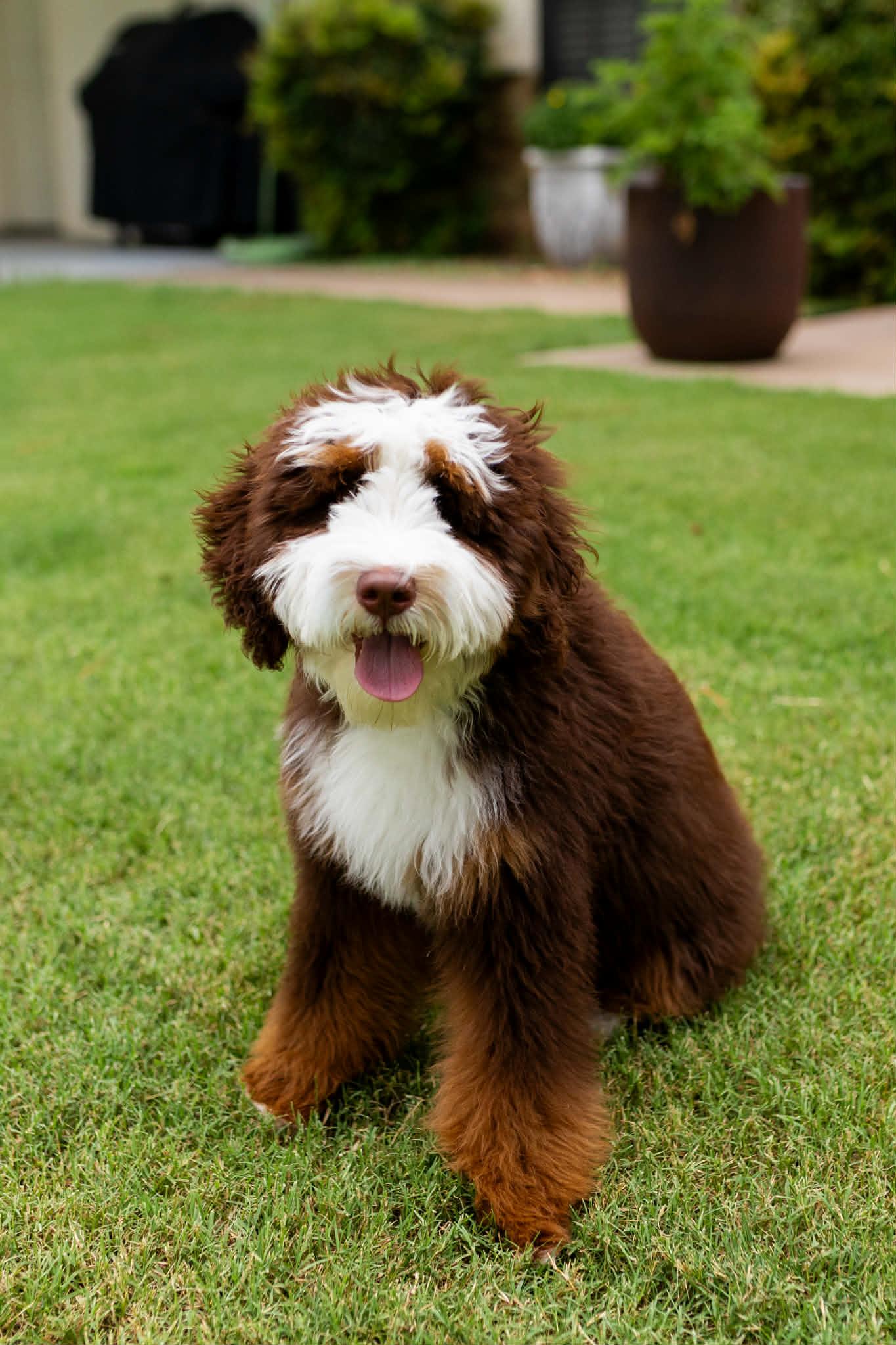 Cooper
