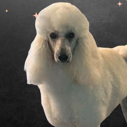 Poodles from Pruitt Family Kennels