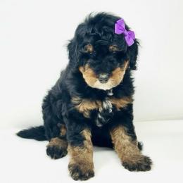 Dorthy - Phantom female Goldendoodle puppy in Columbus, Montana from Comfort Doodle