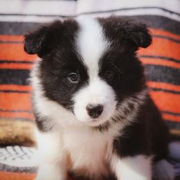 Butterfinger - Black male Border Collie puppy in Dallas, Texas from Effervescent Border Collies