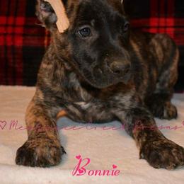 Perro de Presa Canario Puppies from Mesquite Creek Kennels