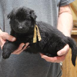 Claires Gold boy - Black and tan male German Shepherd puppy in Lake George, Colorado from High Country German Shepherds