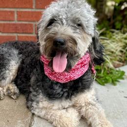 Bear - Goldendoodle