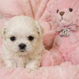 Girl 2 - female Shih Tzu puppy in Riverside, California from Be Dazzled Shihtzu